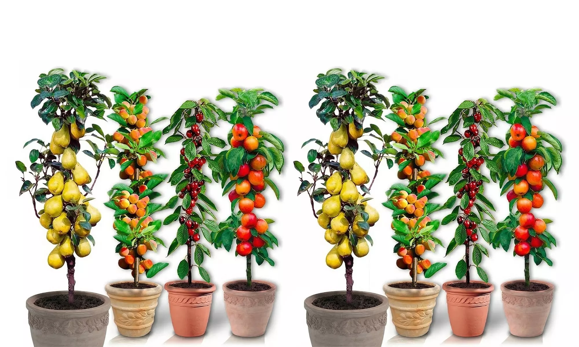 Árboles frutales columnares auténticos