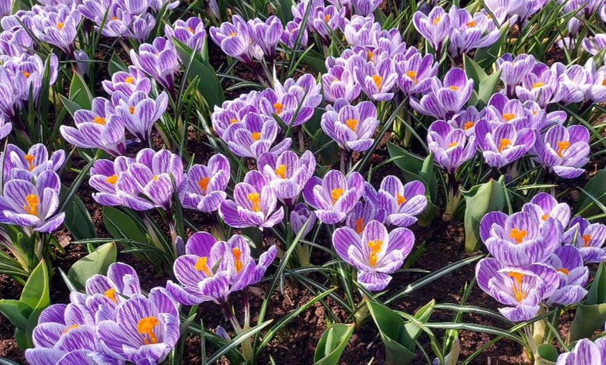 Image 4: Spring Lasagne Bulb Collection 75 Bulbs + Optional Patio Pot & Compost