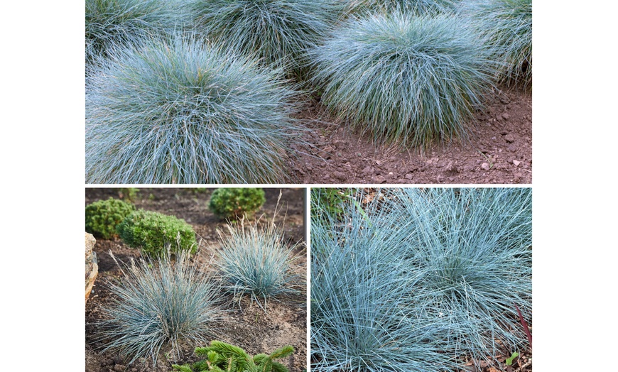 Image 3: 4 o 8 piante di Blauw Schapengras "Festuca glauca Elija Blue"