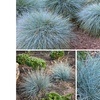 Image 3: 4 o 8 piante di Blauw Schapengras "Festuca glauca Elija Blue"