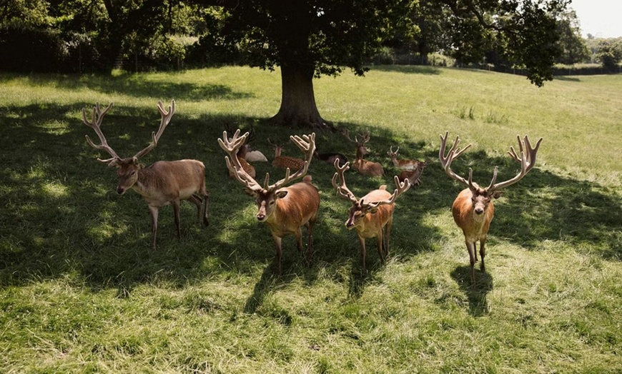 Image 11: Explore Farm Life & Enjoy Soft Play – Perfect Family Day!​