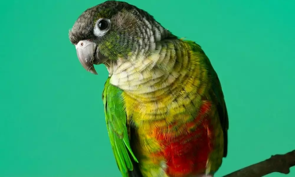 Professional Pet Photoshoot & Fine Art Print to Cherish Your Bond