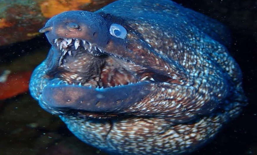 Image 5: Bautismo de buceo con inmersión en el mar durante 45 minutos