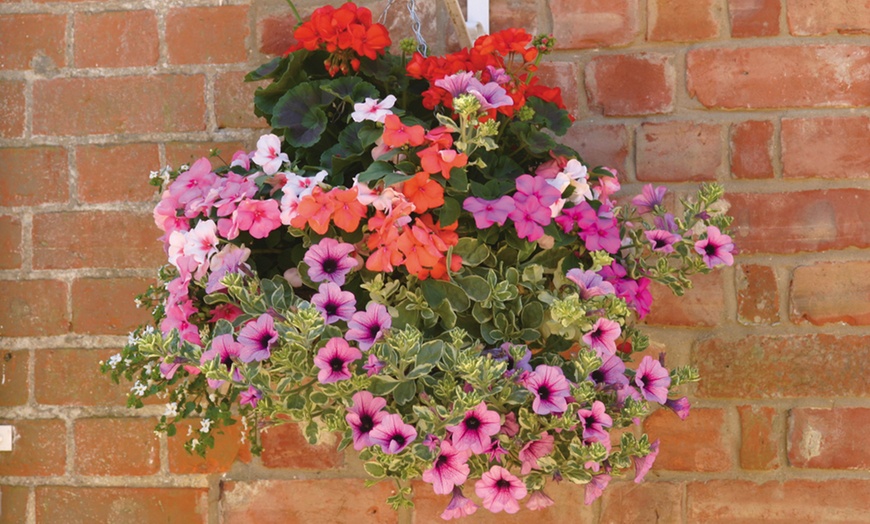 Image 4: 5, 10 or 20 Hanging Basket Mixed Collection Plants