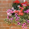 Image 4: 5, 10 or 20 Hanging Basket Mixed Collection Plants