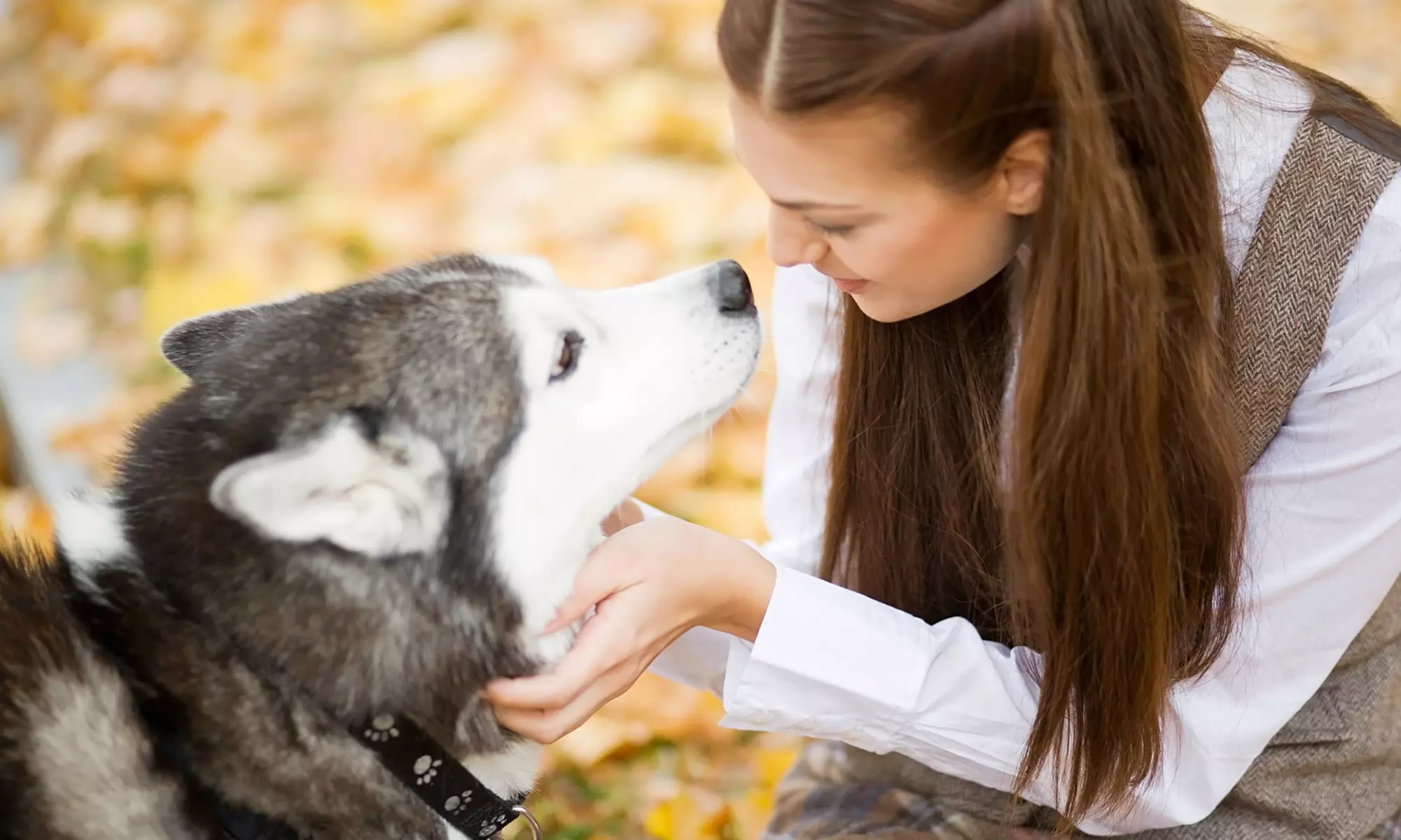Two Group or Four Group Dog Walks at Wild Tails (Up to 60% Off)  - Primary Image