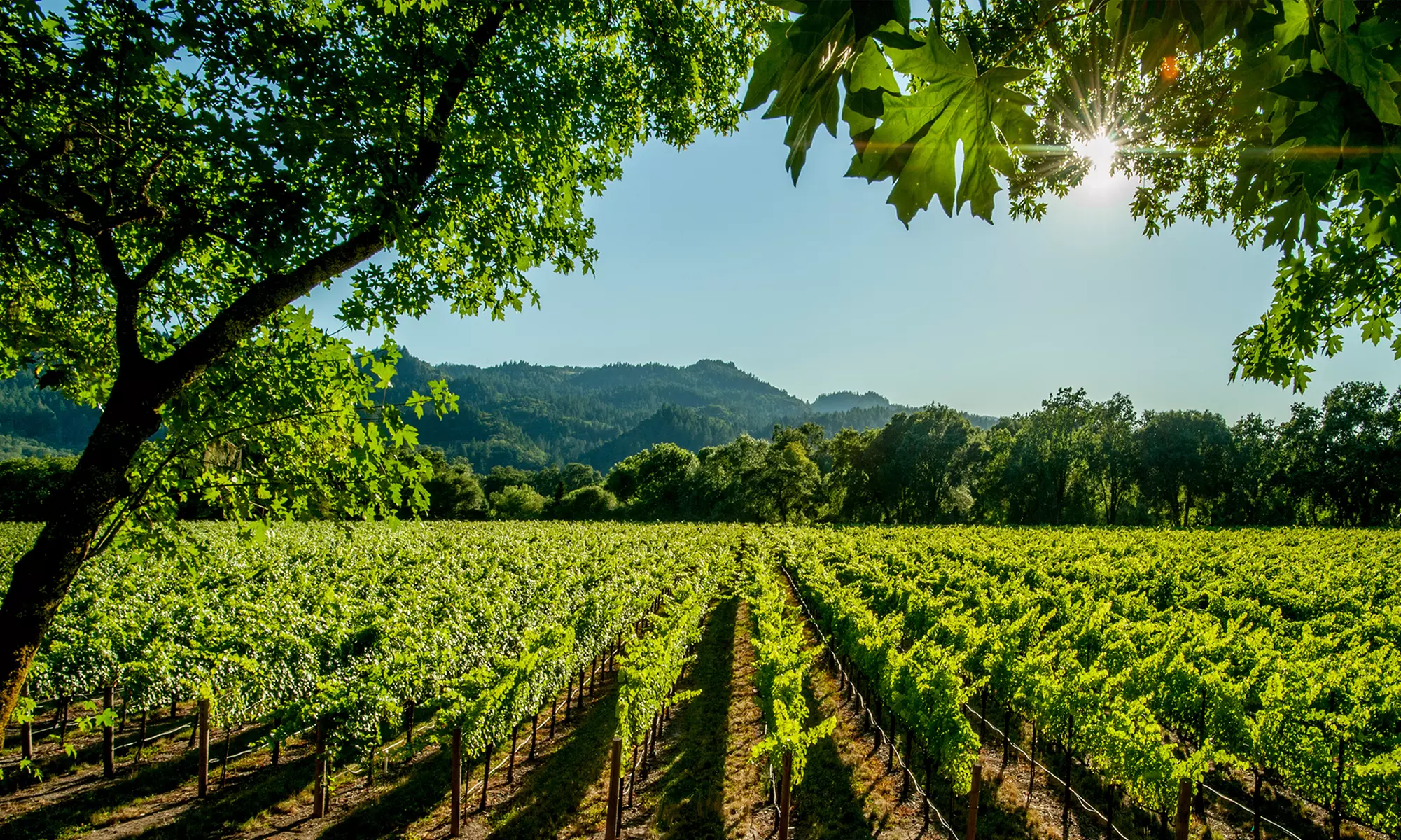 Enter to Win a Napa & Sonoma Taste of Groupon Getaway for Two with Airfare, Hotel, Dinner, Winery Tour, and More  - Primary Image
