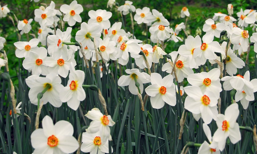 Image 3: Lote de hasta 50 bulbos de narciso Mount Hood, Recurvus o Tête-à-Tête