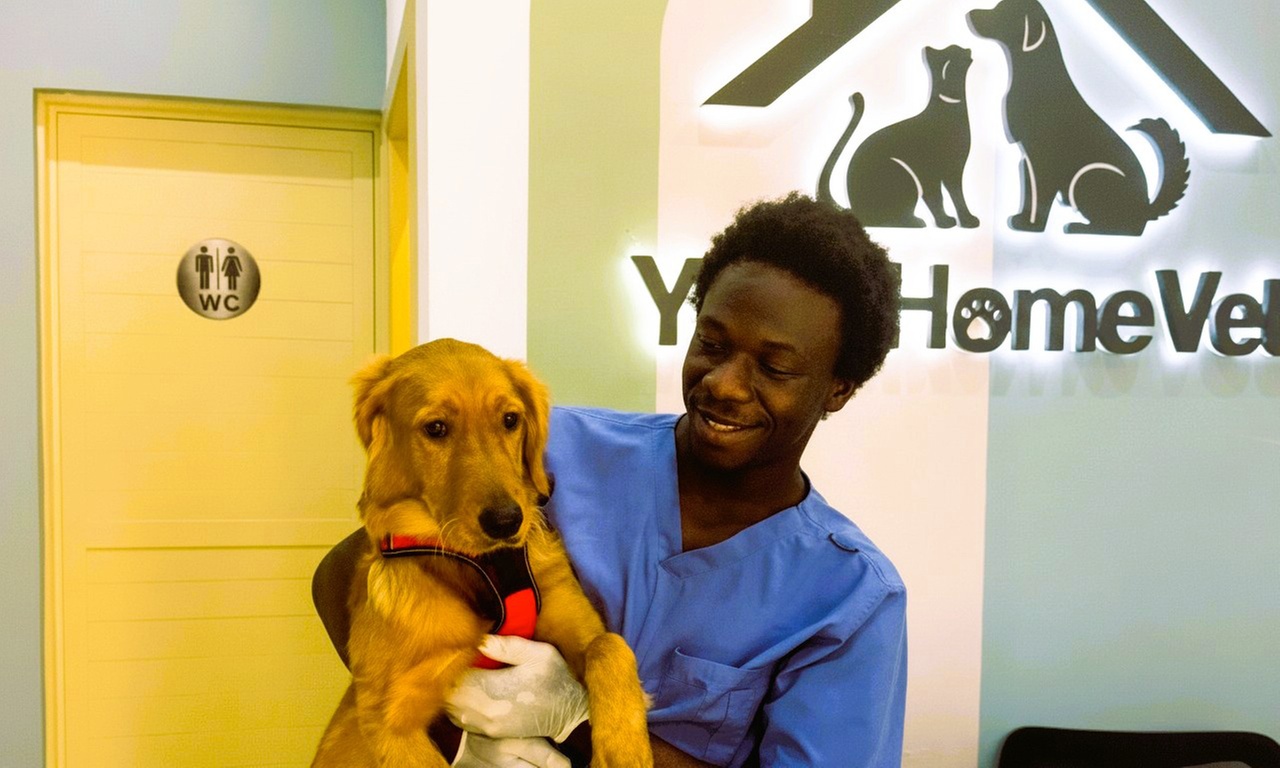 Cat or Small, Medium, Large or X-Large Dog Basic or Full Grooming