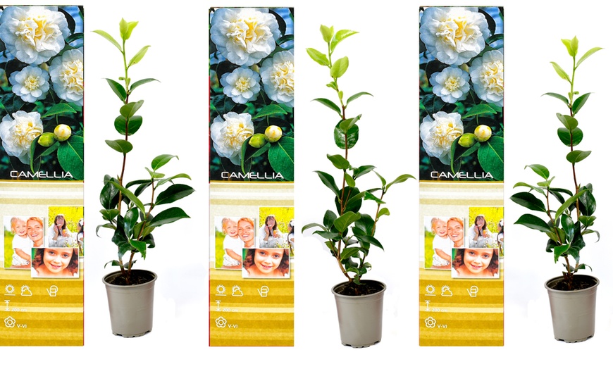 Image 11: Set van 3 of 6 Japanse rozen 'Camellia' van OH2