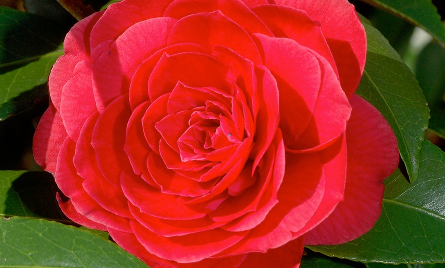 Image 6: 1 ou 2 arbustes de camélia du Japon XL de Gardenzo