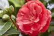 Hardy Camelia Potted Plants – Red, Pink, Yellow Mix - Image 6