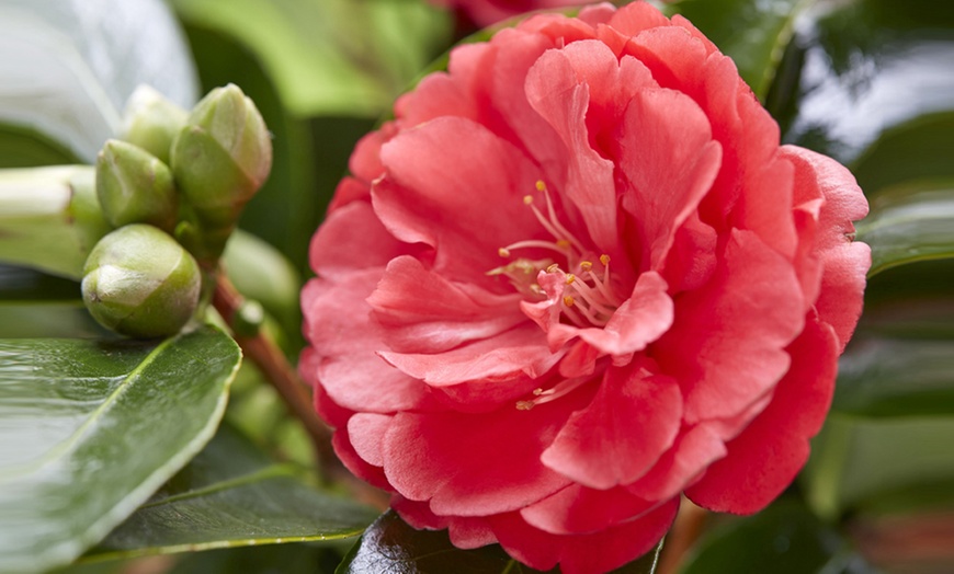 Image 5: Hardy Camelia Collection