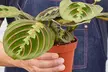 Maranta Red Prayer Plant in 4" and 6" Sizes with Free Shipping - Indoor and Outdoor Plants Up to 24% Off - Second Medium