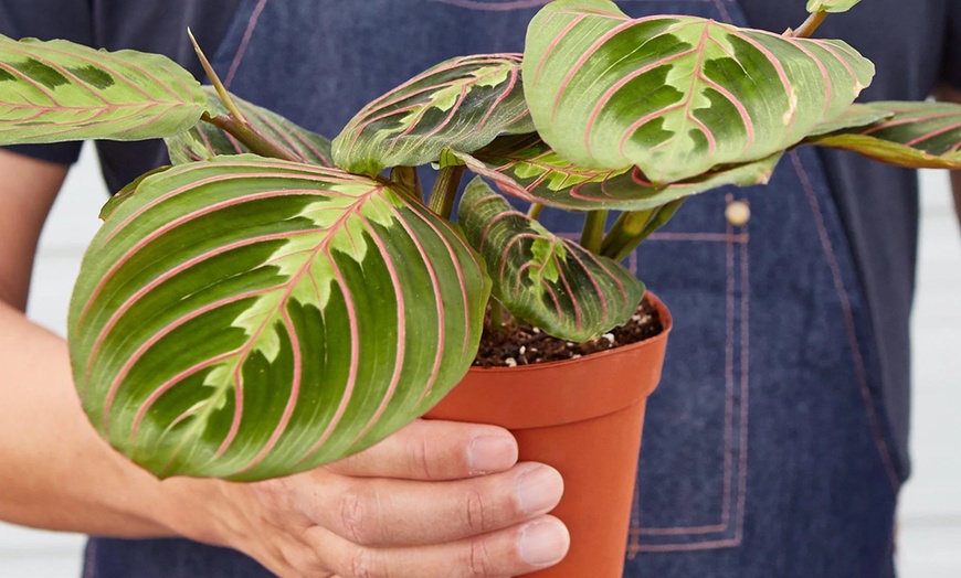 Image 5: Stunning Foliage: Adorn Your Space with a Maranta Red Prayer Plant from House Plant Shop with Free Shipping Up to 15% Off