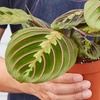 Image 5: Maranta Red Prayer Plant in 4" and 6" Sizes with Free Shipping Up to 24% Off