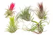 Lotto da 5 o 10 tillandsia – piante aeree decorative e facili da curare (Tillandsia) - Image 2