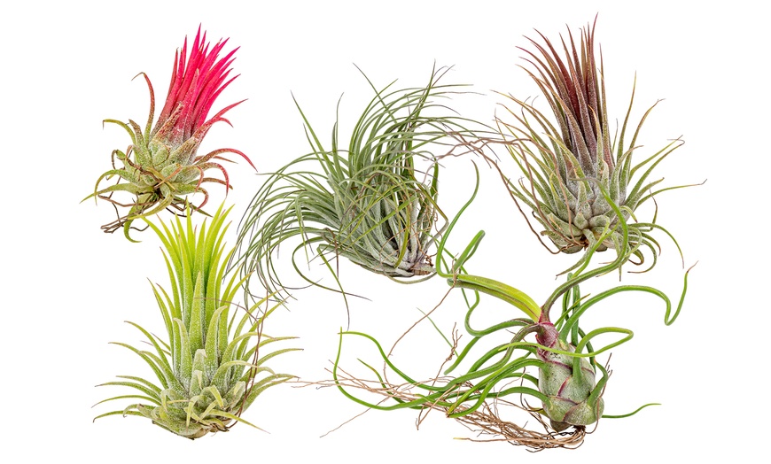 Image 2: 5 o 10 piante d'aria Tillandsia 