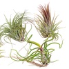 Image 2: 5 o 10 piante d'aria Tillandsia 