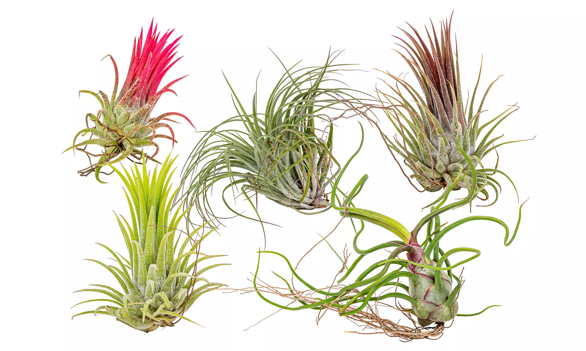 5 o 10 piante d'aria Tillandsia
