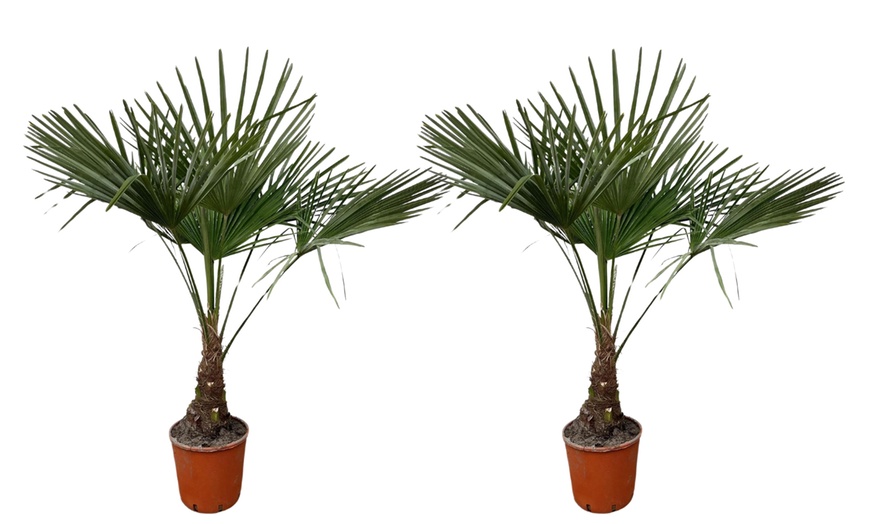 Image 6: 1 ou 2 palmiers "Trachycarpus fortunei" de Gardenzo
