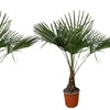 Image 6: 1 ou 2 palmiers "Trachycarpus fortunei" de Gardenzo
