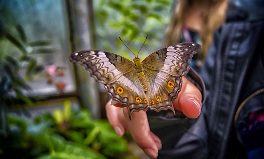 Image 9: Dubai Miracle Garden + Butterfly Garden Combo Tickets (For 1, 2, or 4)