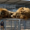 Image 7: Expert-Led Step Behind the Scenes Tour Featuring Lions, Parrots & More