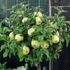 Image 6: Orchard Fruit Tree Collection - 5 Potted Plants