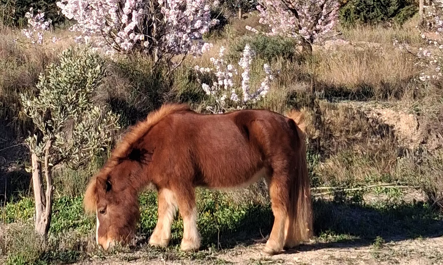 50% de dto. en Equitación - Actividad recreativa en MAIGMO