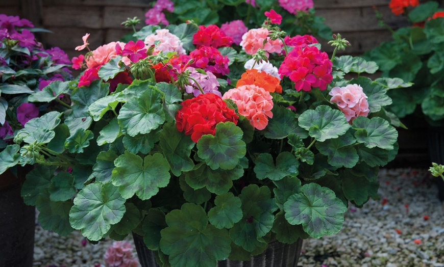 Image 4: 15 or 30 Garden Ready Geranium Plants