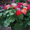 Image 4: 15 or 30 Garden Ready Geranium Plants