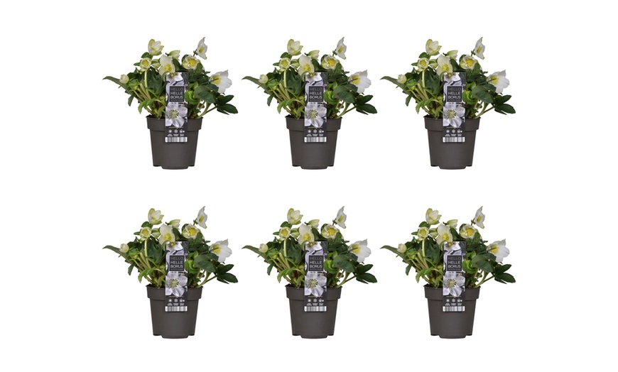 Image 4: 3x oder 6x Schneerose 'Christmas Carol'