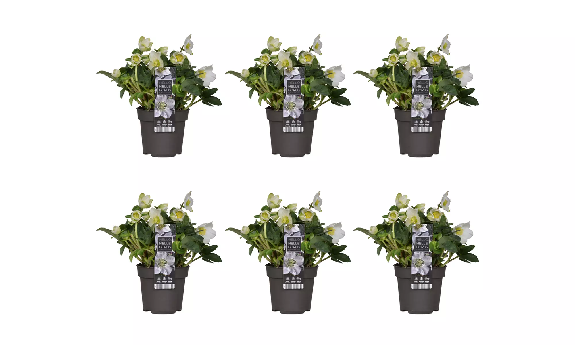 3 oder 6 Christrosen / Schneerosen ‘Christmas Carol’ – Höhe 20–30 cm - Second Medium