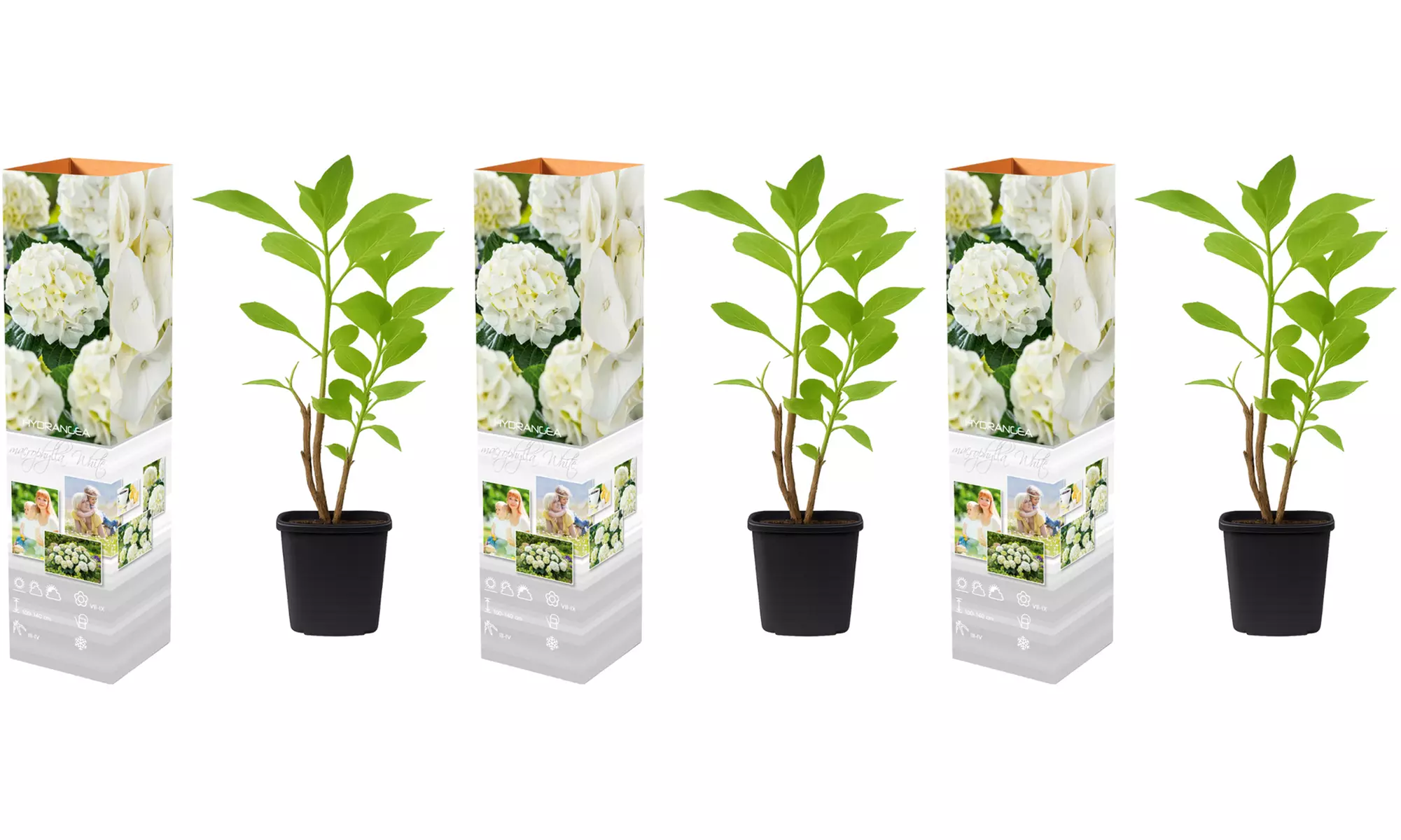 3er- oder 6er-Set Hortensien