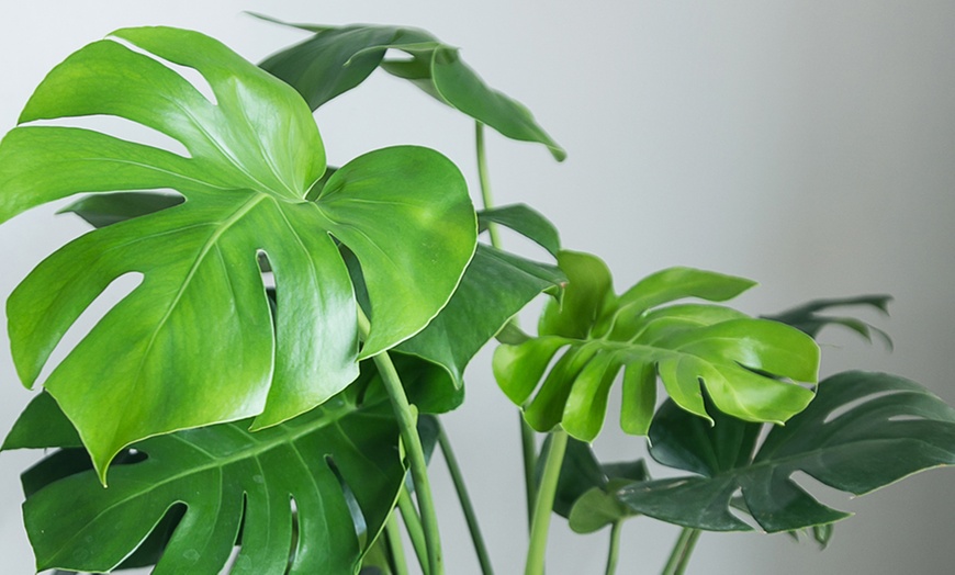 Image 5: One or Two Monstera Deliciosa Swiss Cheese Plants