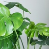 Image 5: One or Two Monstera Deliciosa Swiss Cheese Plants