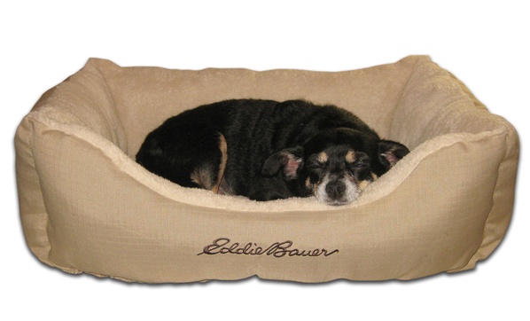 Groupon pet bed best sale