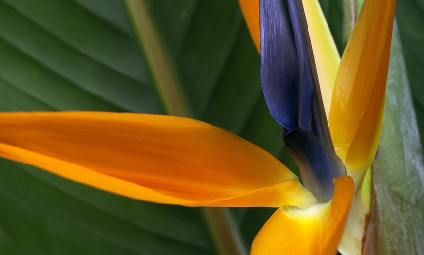 Image 8: Exotic Bird of Paradise Plants + Optional Grey Patio Planter