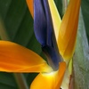 Image 8: Exotic Bird of Paradise Plants + Optional Grey Patio Planter
