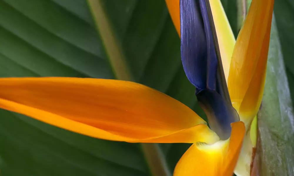 Exotic Bird of Paradise Plants + Optional Grey Patio Planter