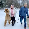 Image 1: Unforgettable Alpaca Walking & Feeding Experience for All Ages