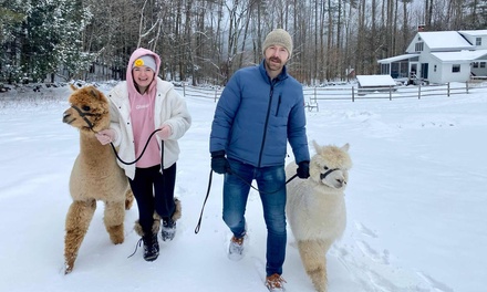 Public Single Ticket Walking Alpaca Experience - for One Person, Kids under 12 are free - 60 mins - Alpaca Walk Experience Andover, VT