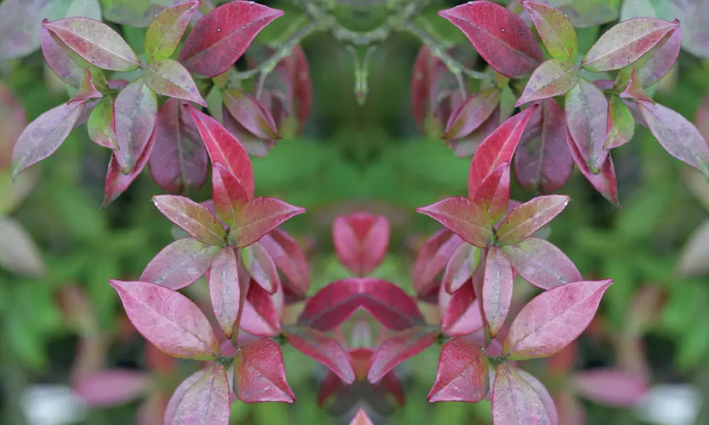 Climbing Scented Star Jasmine Potted Plants