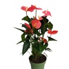 Image 14: Rootz Flamingoblume (Anthurium) 