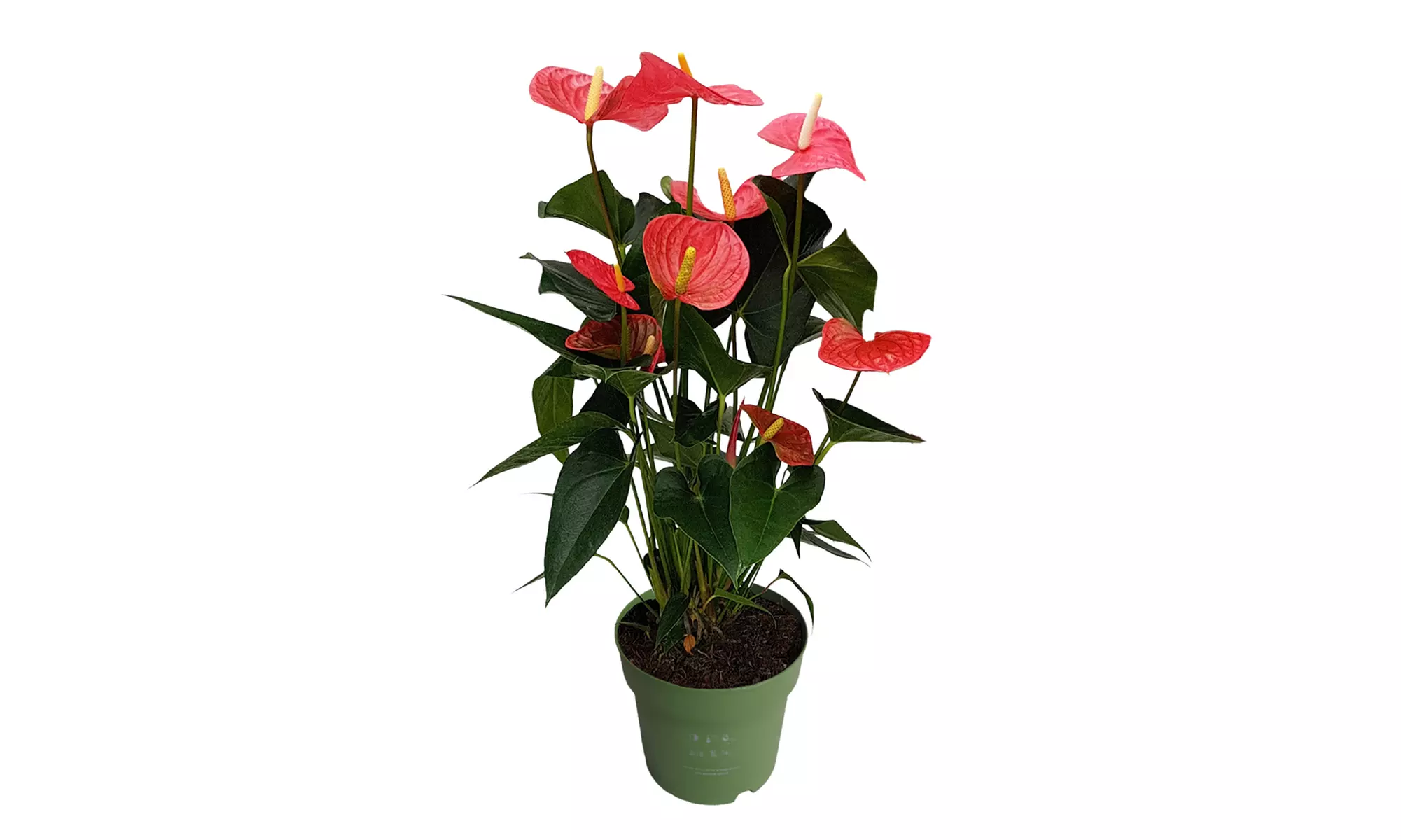 Rootz Flamingoblume (Anthurium)
