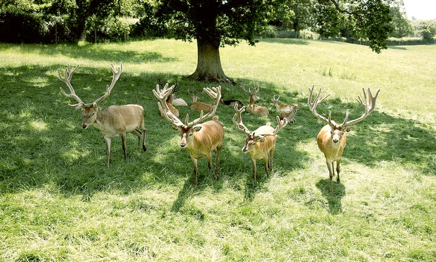 Image 2: Enjoy A Sight of Red, Sika, Fallow & Axis Deers with Soft Play Tickets