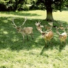 Image 2: Enjoy A Sight of Red, Sika, Fallow & Axis Deers with Soft Play Tickets