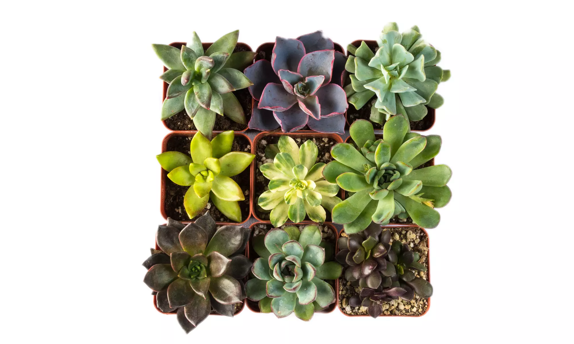 9- or 12-Pack of 2" Succulent Plants - Second Medium
