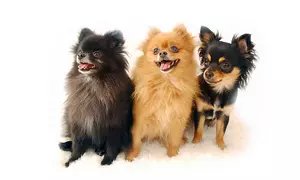 One-Hour Pet Photoshoot